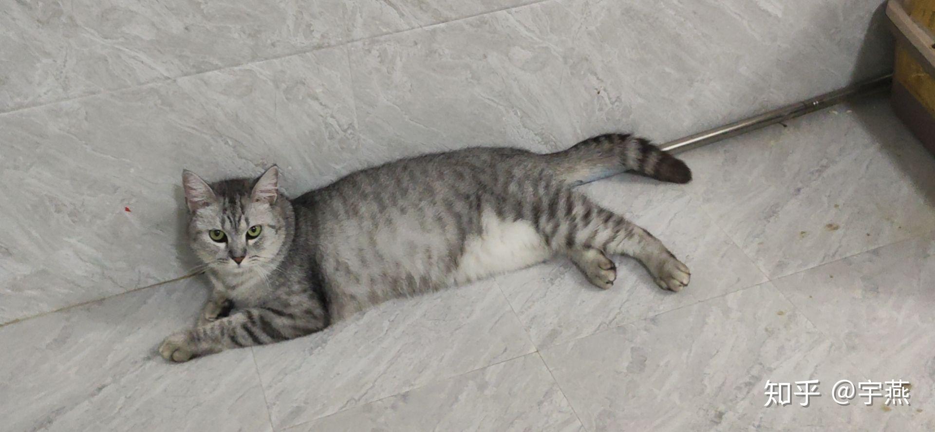 然后家里有一个银渐层今天10.