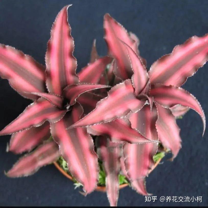 适合养小空间的6种小盆栽,容易打理,易养活 - 知乎