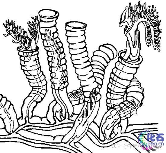 鹦鹉螺化石简笔画图片