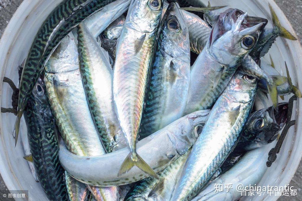 威海运都海识鲐鱼和鲅鱼