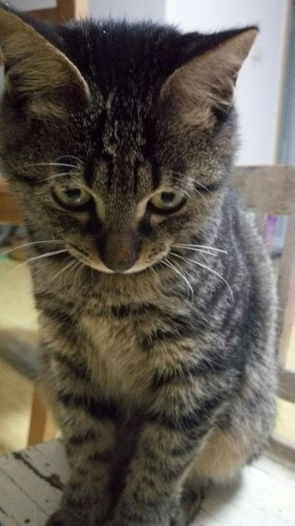 养一只灰色土猫不是狸花猫是一种什么样的体验