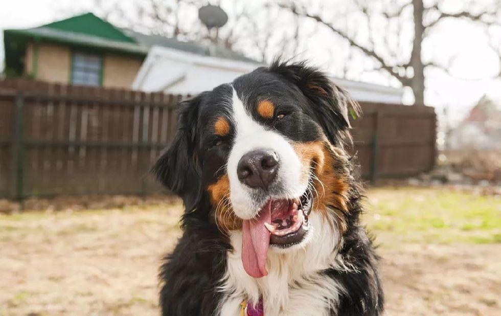 短毛圣伯纳犬图片