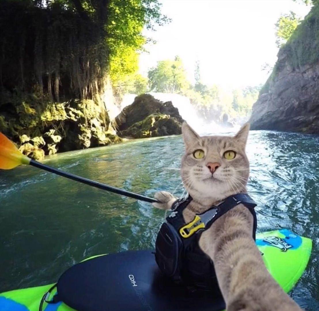 猫咪自拍划船头像图片