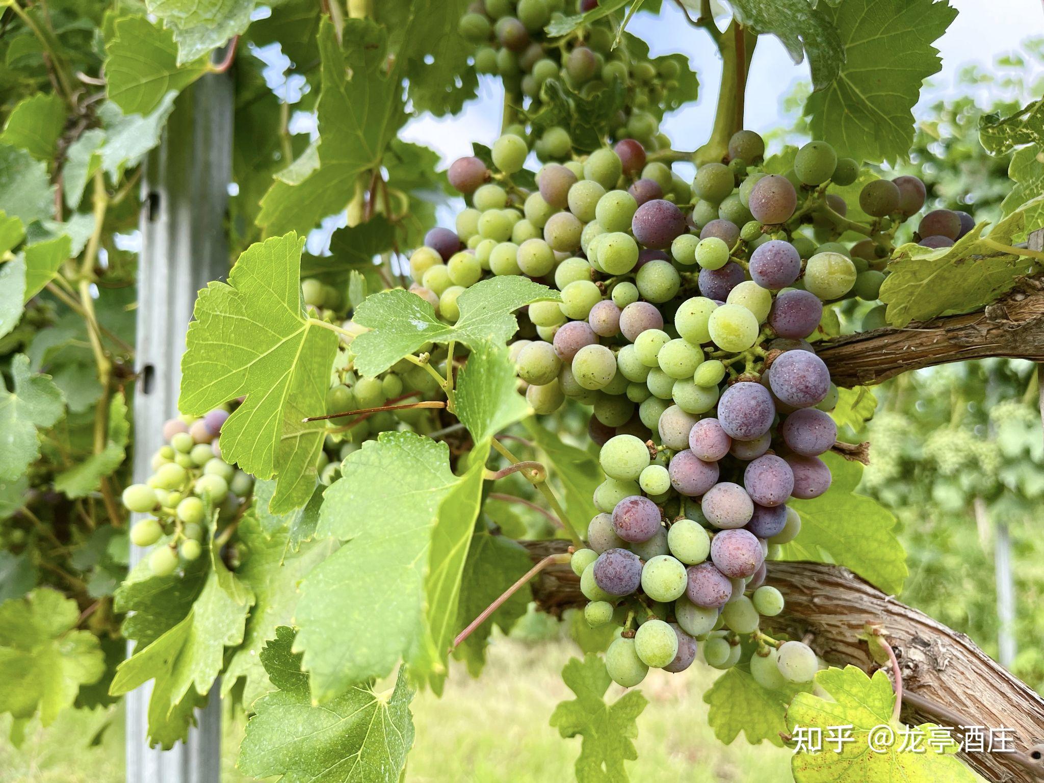 转色期的马瑟兰