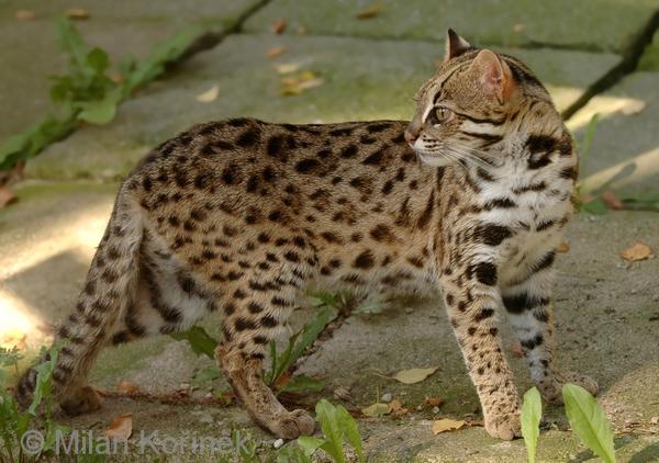从哆啦a梦说起 狸猫 貉子 浣熊与红熊猫 知乎