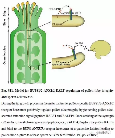 science∣北京大学瞿礼嘉课题组揭示植物调控花粉管细胞完整性与精