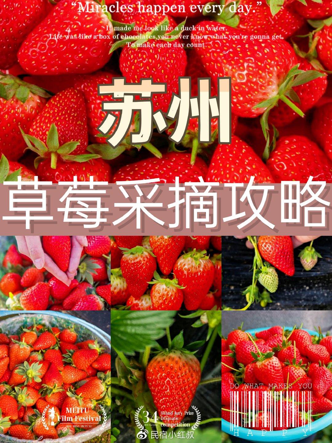 苏州草莓采摘全攻略，实现草莓自由 知乎