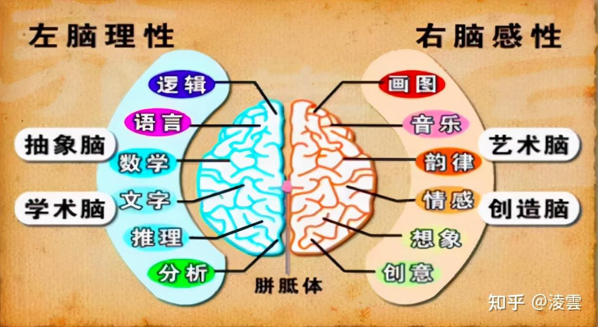 儿童的大脑结构决定了他们是天生的语言习得者