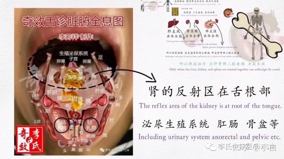 舌根与肾(李芳祥奇效舌诊动画版) - 知乎