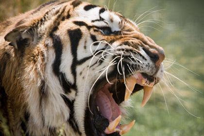 犬齿、臼齿、智齿、六龄齿、龋齿,你分得清吗? 知乎