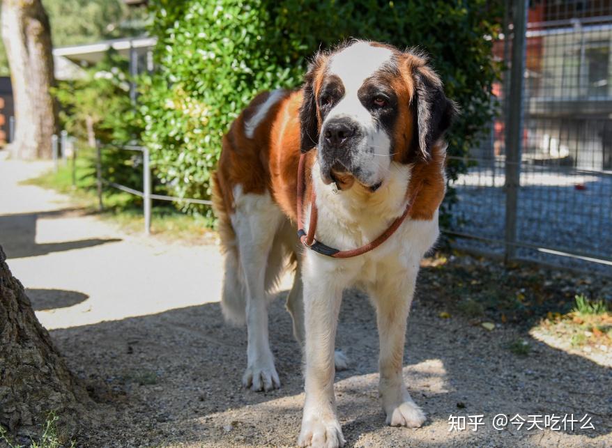 這幾種中大型犬服從性超高養了不後悔