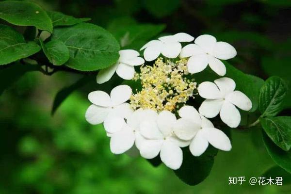 扬州琼花的前世今生 蕃釐观里琼花树 天地中间第一花 知乎