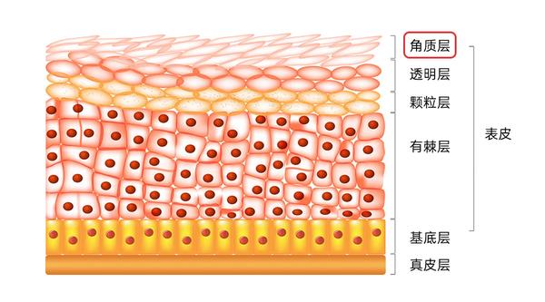 这些皮肤小知识，你知道吗？ - 知乎