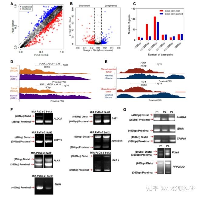 说了那么久的APA，生信发文何去何从 - 知乎
