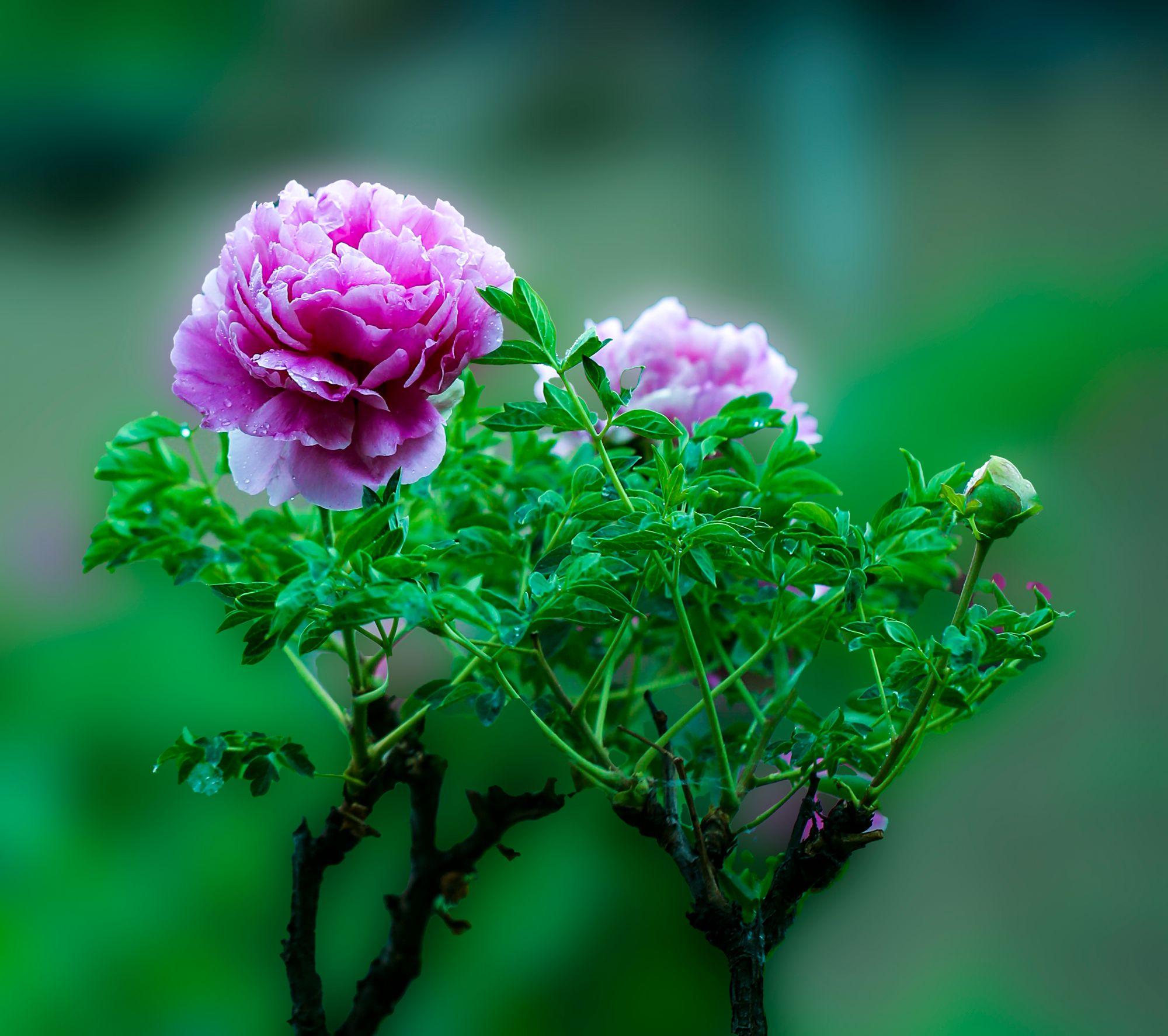 植物与花卉