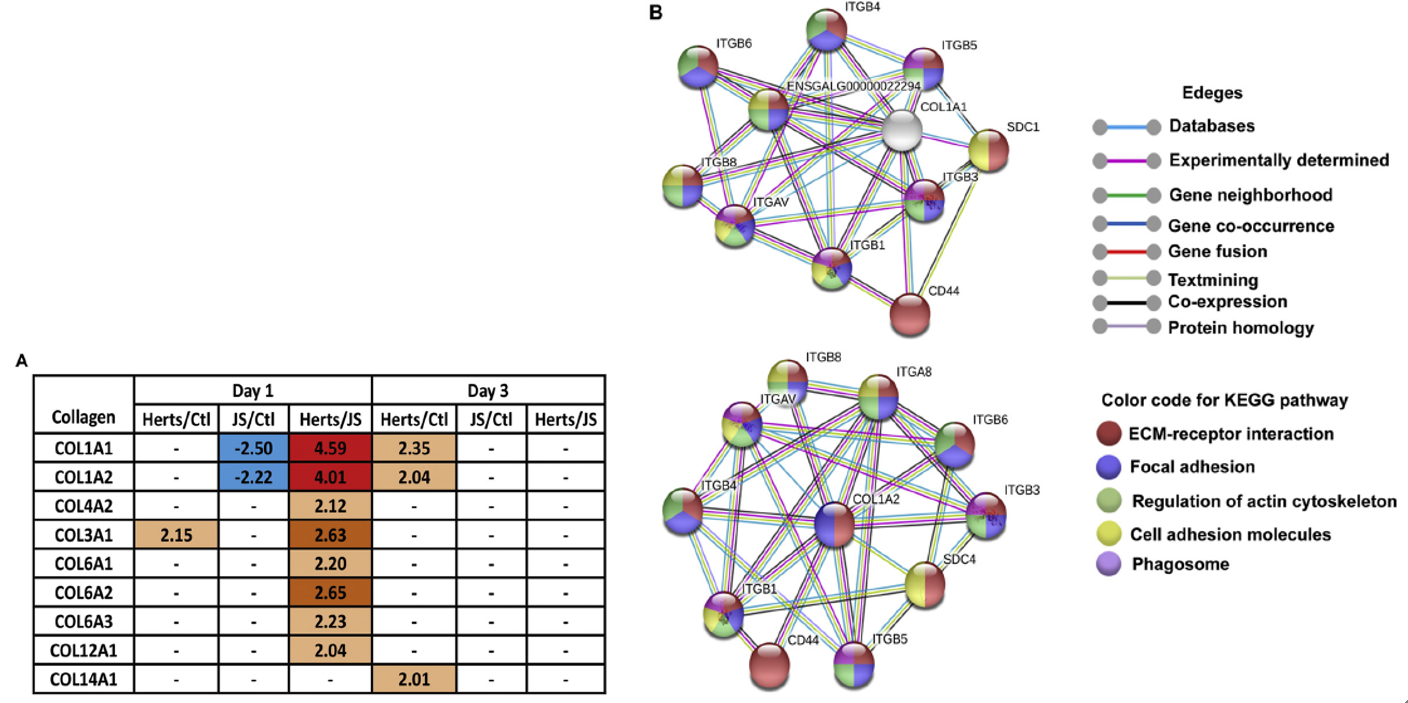 验证质谱数据接着作者用胶原i和iii特有的picrosirius-red染色用于