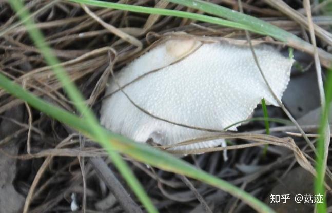 菇迹葱柄白鬼伞毒