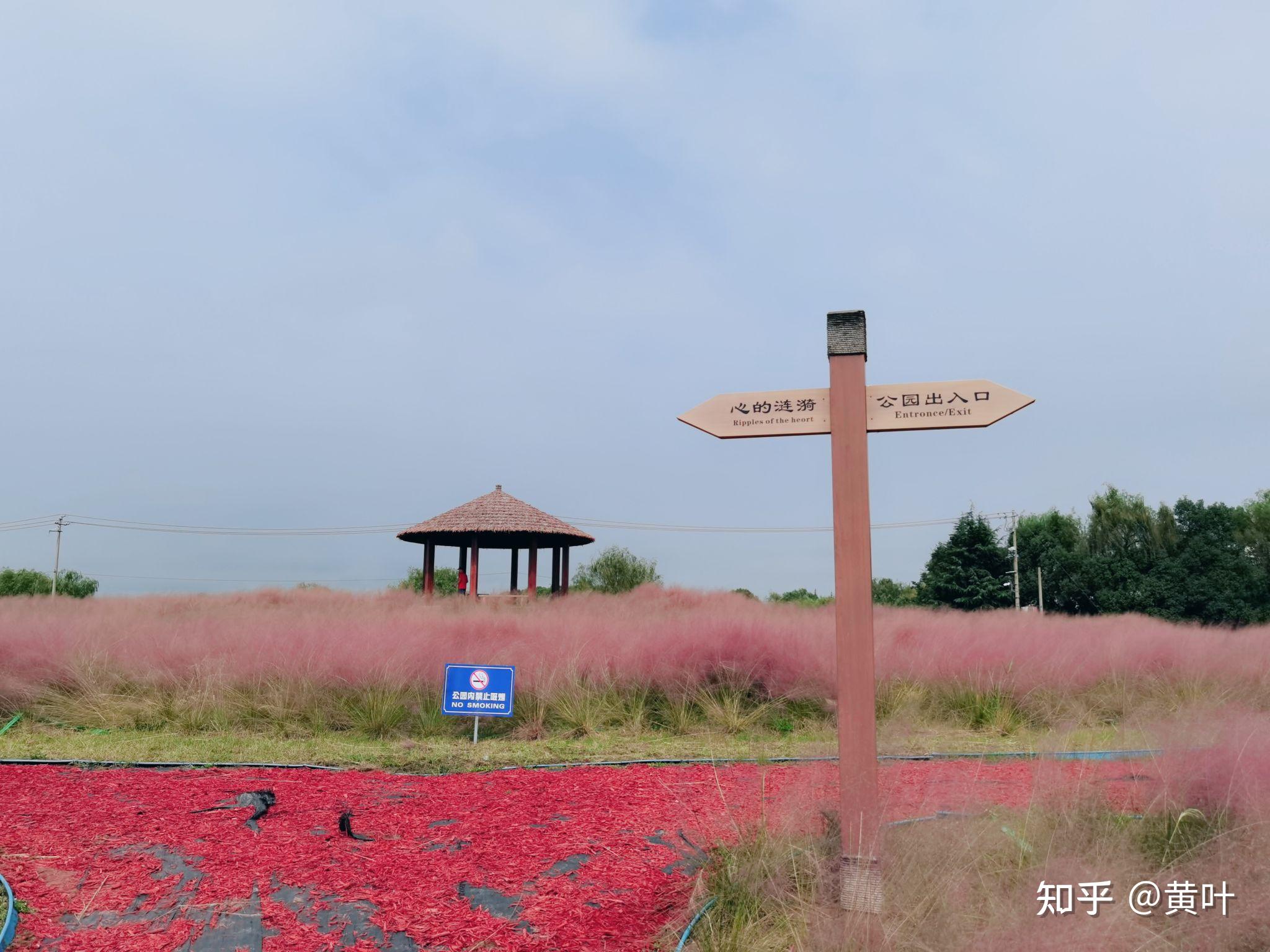 昆山淀山湖花海公园图片