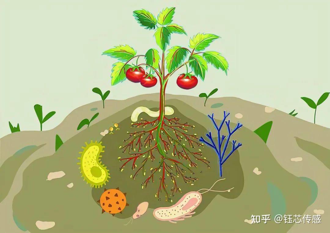 科学研究|农业微生物:小生物,大产业