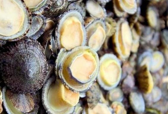 狗爪螺形状诡异,既像狗爪又像是其他动物的脚,个个只有拇指大小,但