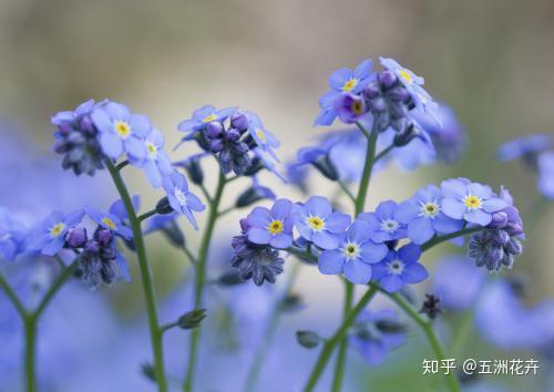 蓝色马蹄莲花语(蓝色马蹄莲花图片大全)