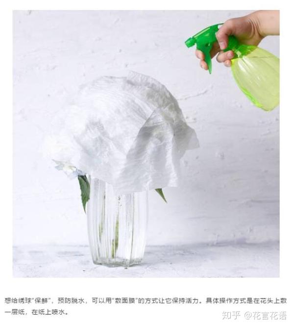 鲜切花材绣球花的养护教程 知乎 鲜切花材绣球花的养护教程 知乎