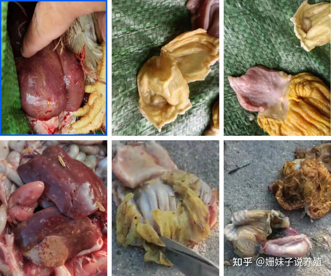 鸡肌胃炎如此猖狂,到底是谁在给它撑腰?