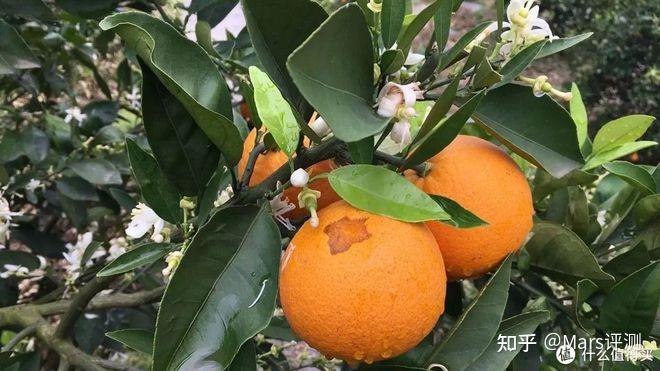 聊一聊咱家乡的水果——湖北秭归伦晚脐橙
