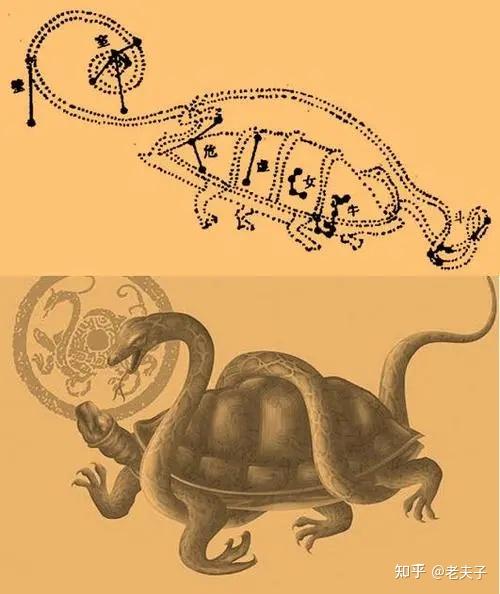 毁誉参半的中国古代龟崇拜及龟文化 - 知乎