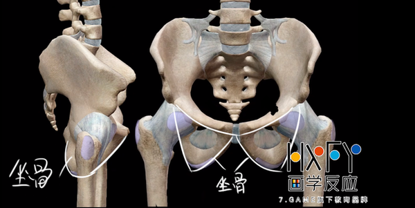恥骨聯合也同樣是坐骨的中心線,上坐骨