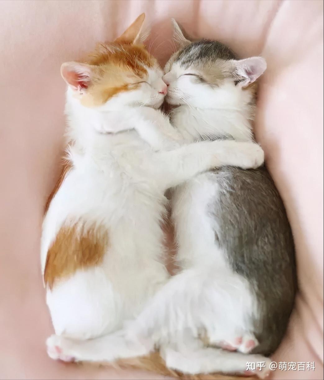 养猫，一只好还是两只好？其实视情况而定 - 知乎