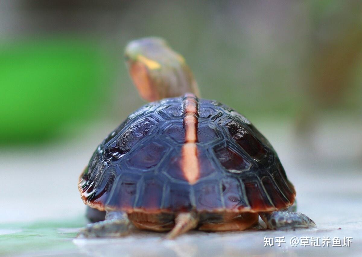 【齿缘摄龟饲养指南】幼体是水龟，成体变陆龟。无比神奇的半水龟！ - 哔哩哔哩