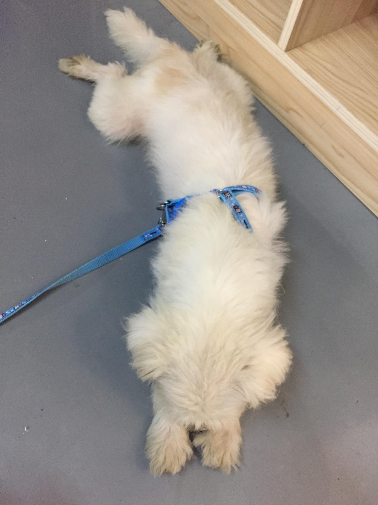 收养三个月的流浪狗开始很温顺现在很凶很防备