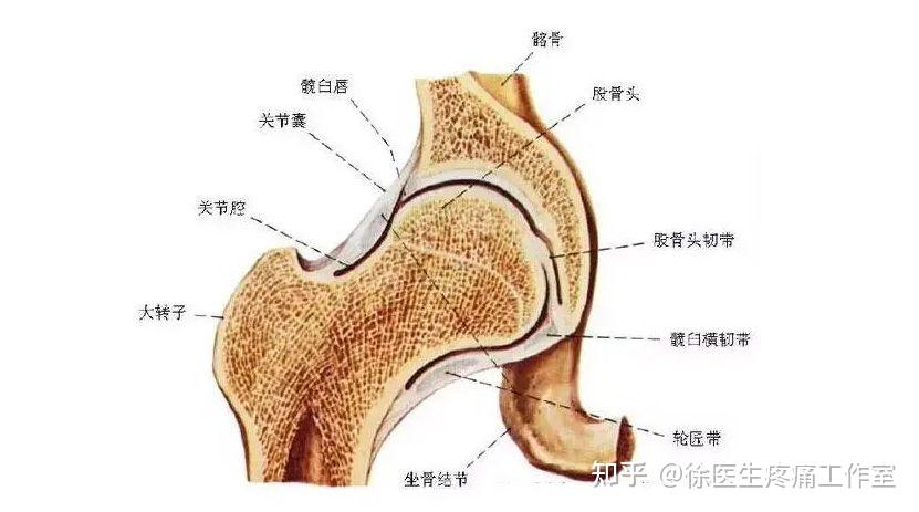 人體主要韌帶解剖起止點