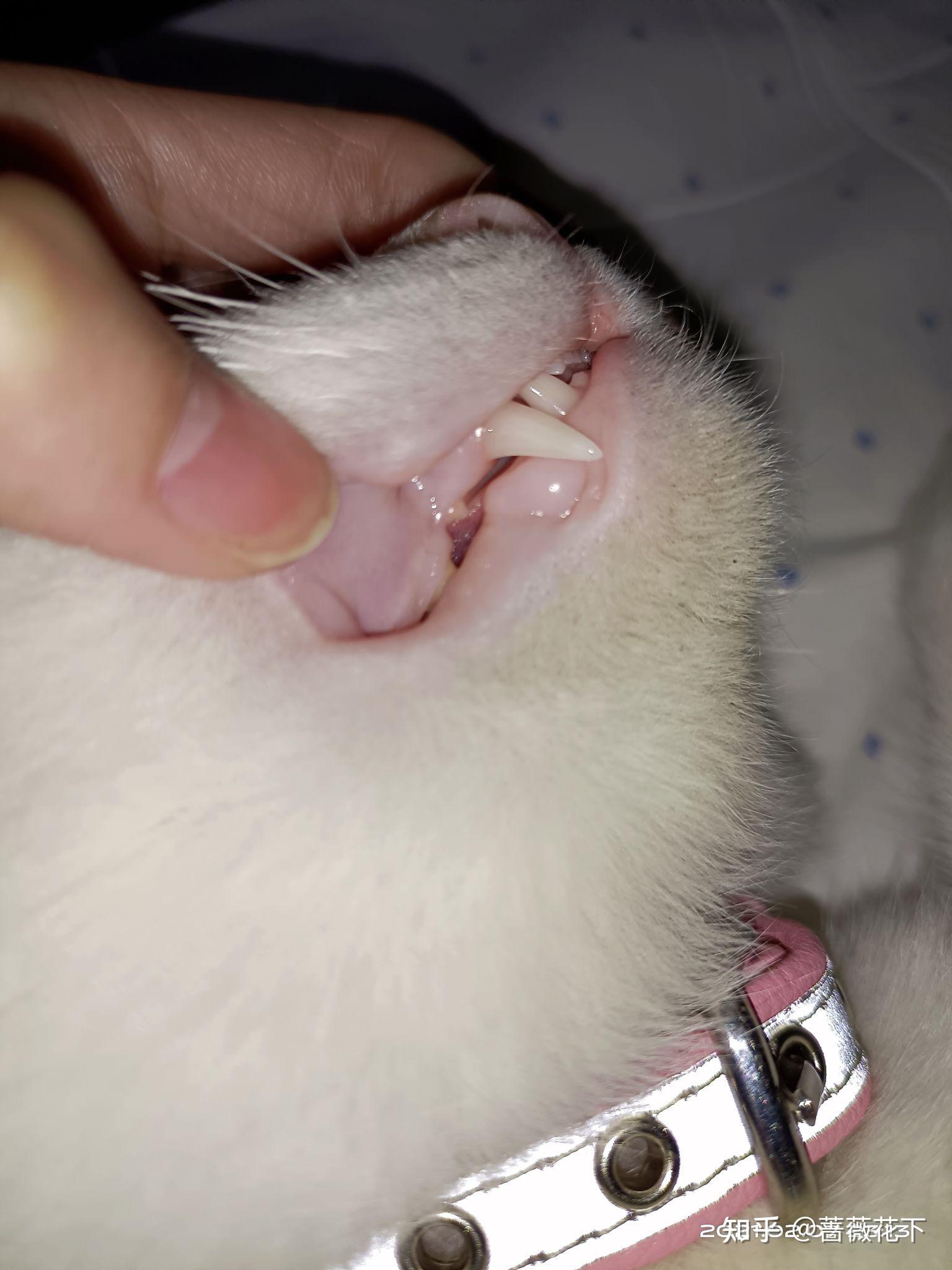 6至8个月猫牙齿图片图片