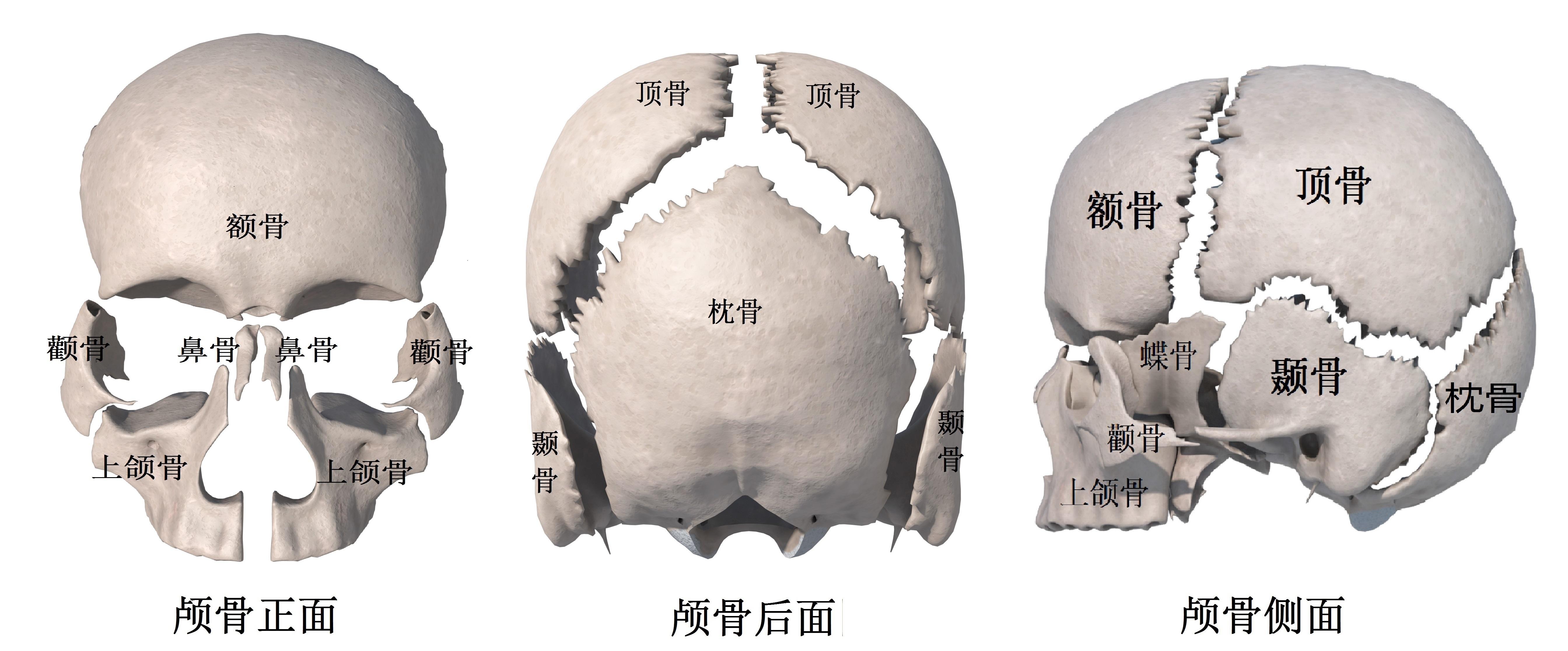 其中定點拉伸頸闊肌可以出現尖下頜;定點拉伸皺眉肌可