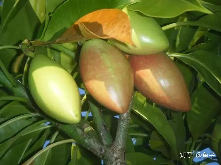 海杧果属,羊角拗属)中毒性强烈的"名门毒器"之一,海芒果的拉丁文属名