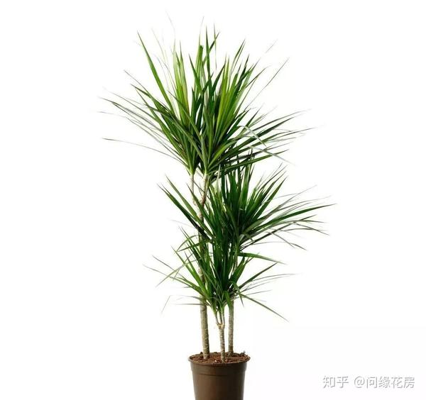 这16种植物生长不需要阳光 非常适合室内种植 知乎