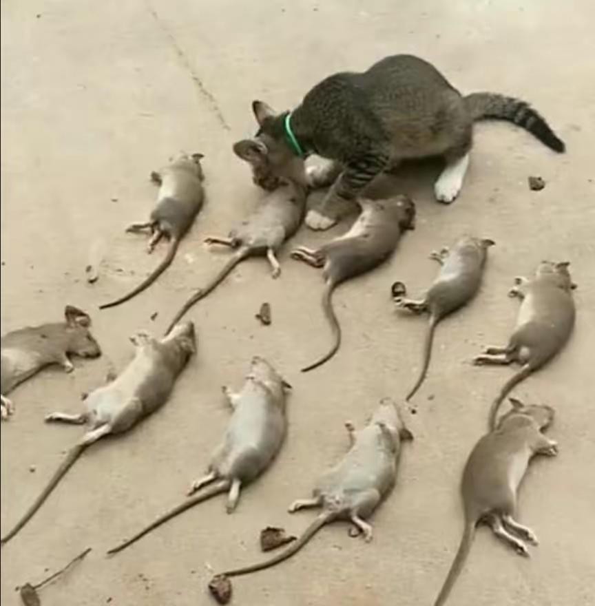 北方老鼠一捏就死,南方老鼠和猫干仗!为何北方人就比南方人高?