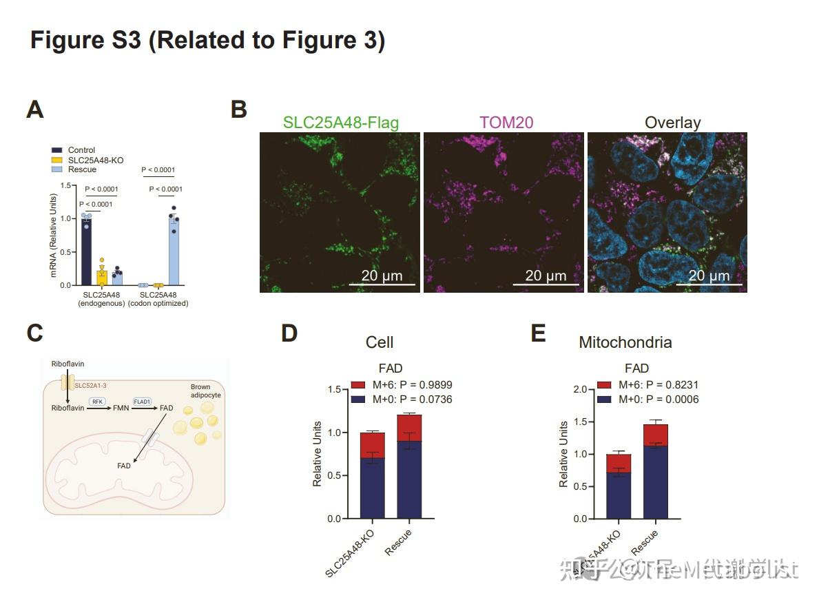 代谢学人——Cell Metabolism：胆碱转运供碳新，线粒体中贯通循 - 知乎