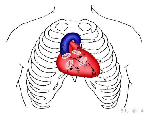 诊断学 心血管检查 知乎