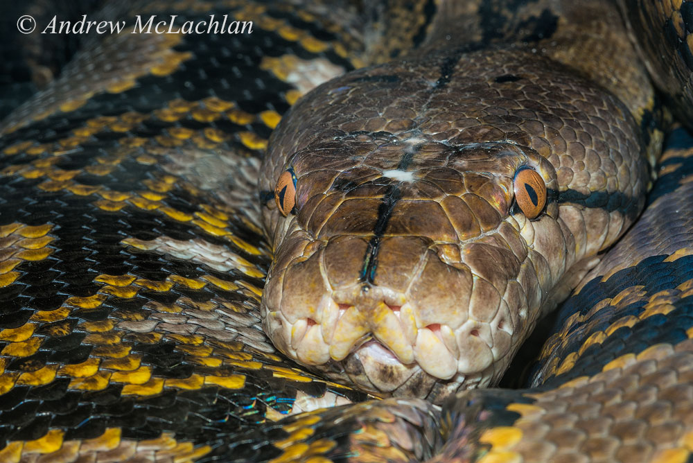 此外,它们头顶也有三条细细的黑纹,一条在头顶中间,另外两条从眼睛