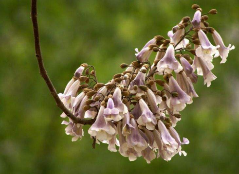 花信风 清明之桐花 漠漠客舍桐花春 知乎