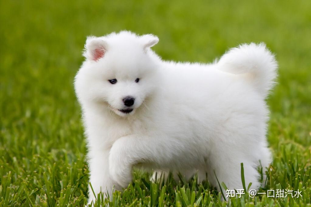 这些对主人忠心耿耿的大型犬,价格大概是多少?