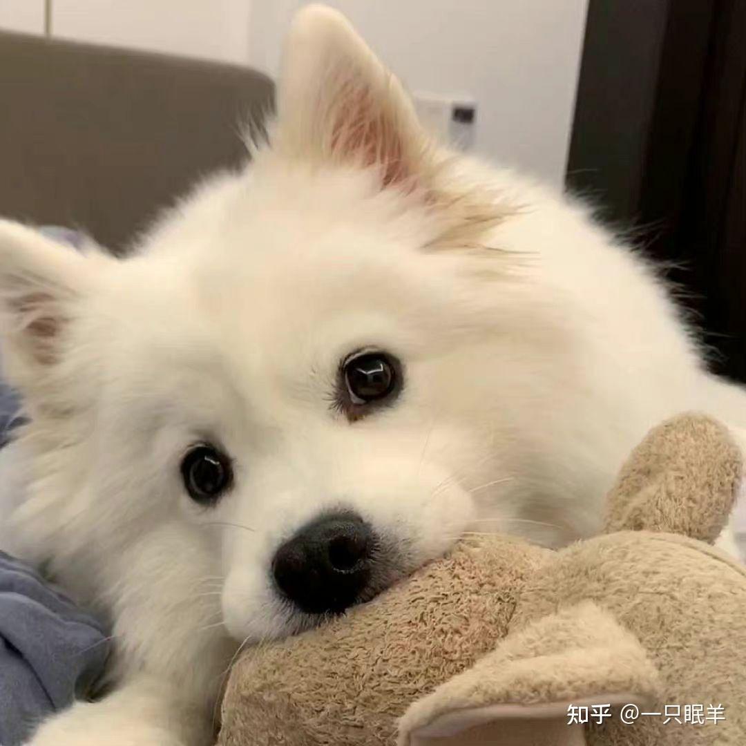 小众宠物头像 - 知乎