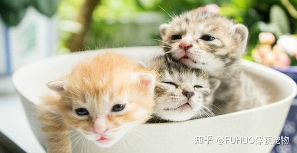 养猫必看!0-12月龄幼猫喂养指南,教你幼猫如何喂养! - 知乎