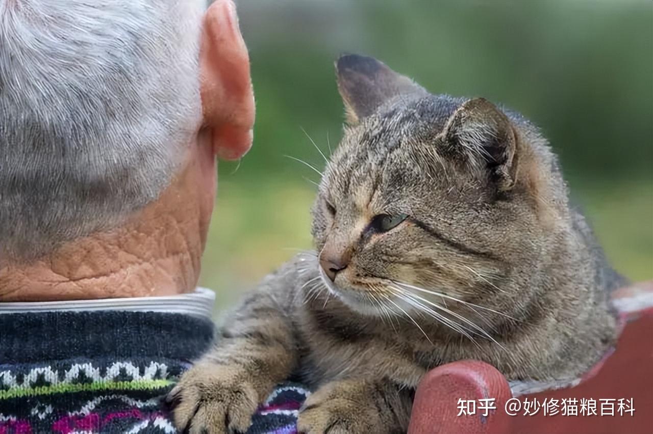 养猫有4个好处,3个坏处,看完你还想要养猫吗? - 知乎