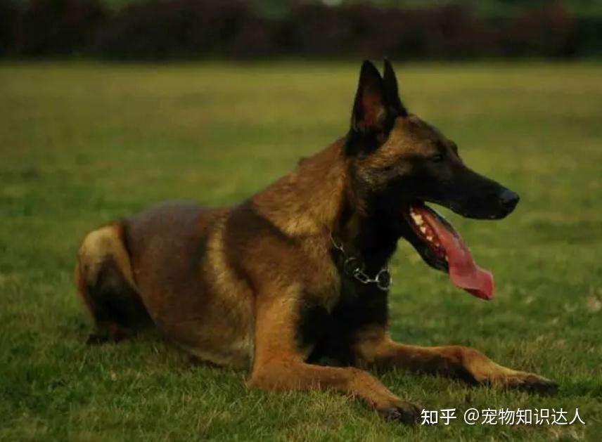 为什么说养狗,最好养马犬?其实得看这几点 - 知乎