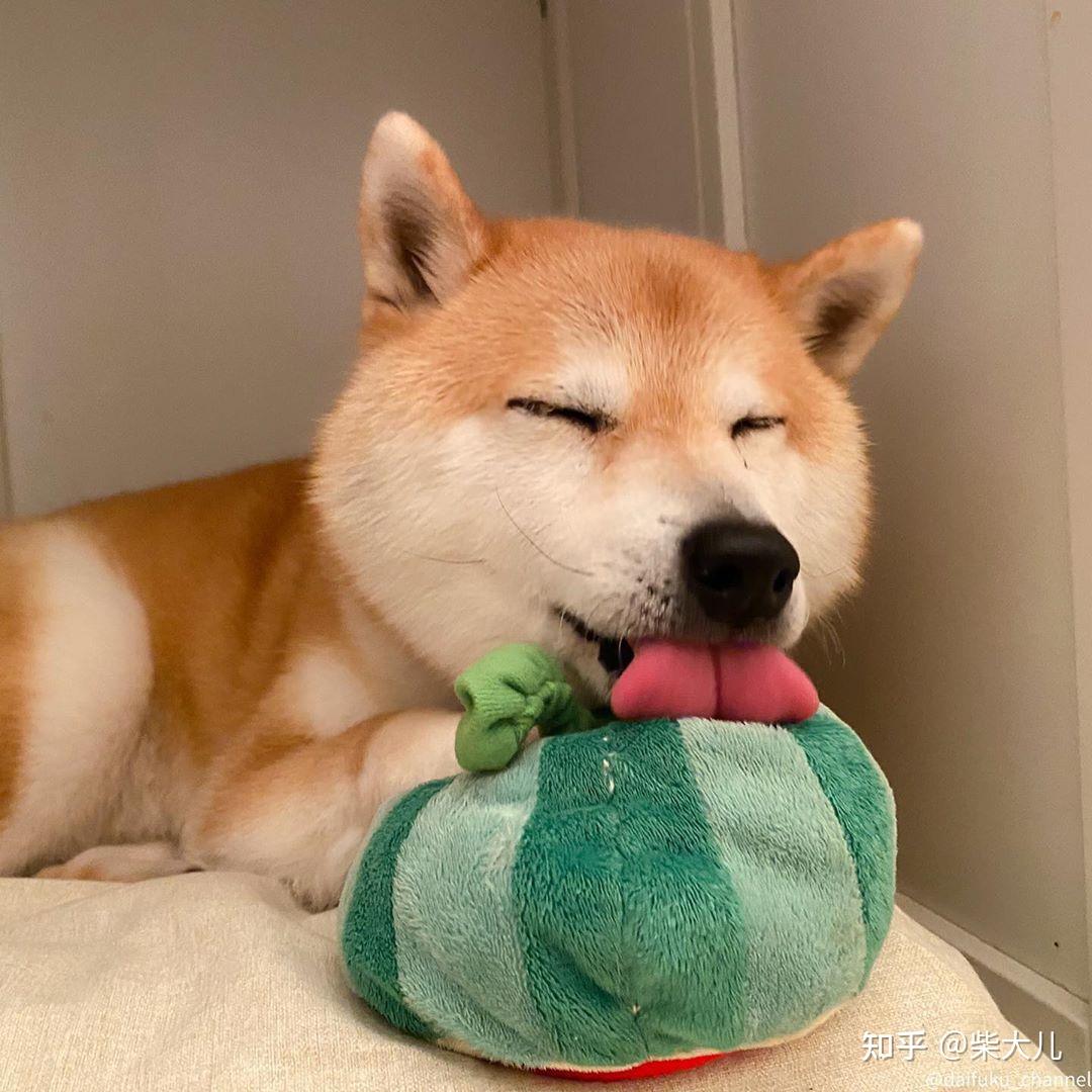 纯种豆柴价格多少？如何挑选豆柴？ - 知乎