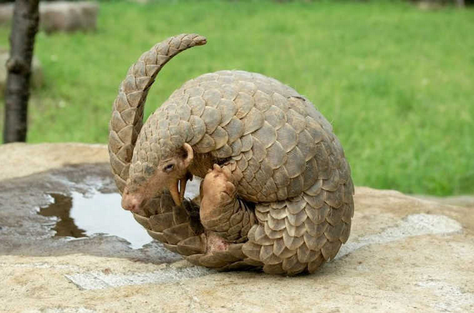 大白课穿山甲这么可爱啪啪啪也可爱你怎么可以吃甲甲